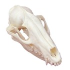 Taxidermy Real Animals Skulls  Real Bones Specimen  Taxidermy Supplies For Sc   