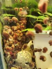Small Freshwater Community Fish Mystery Box