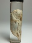 Beaver Fetus Wet Specimen