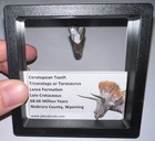 Framed Triceratops Or Torosaurus Fossil Dinosaur Tooth Lot  One Per Order 