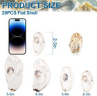 20pcs Flat Oyster Shells 2-3  Small Natural White Shells For Crafts  Home Vase F