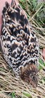 Npip Ai 45   Xxl Jumbo Coturnix Quail  Celadon  Rarest Colors Hatching Eggs