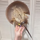 15  Long Horseshoe Crab Dry Molt Shell Only  Living Fossil Of Atlantic Ocean