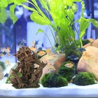 Fish Tank Tree Trunk Decoration  Aquarium Tree Face D  cor Ornaments For Fish    