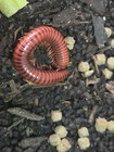 Millipede Mozambique Red Fire Starter Group   Rare  Juvenile Captive Bred  5x