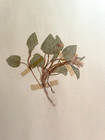 Antique Herbarium Pressed Botanical Specimen  1930s  Bog Violet 17  X 11 
