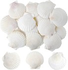 Lot Of 12 Large Natural White Scallop Shells Beach Decor Baking Crafts 3-5inch 