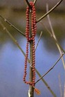 Very Small Smallest And Rare Rudraksha Mala 108 Beads Of Hindu Puja Prayer 6mm