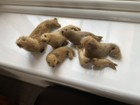 Vintage Inuit Miniature Seal Pup Sea Lion Figurines X 7 Canada 1970s 