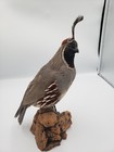 Gambels Quail Taxidermy Full Mount