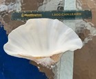 Giant Clam Shell Tridacna Gigas 9    Long X 6    Wide