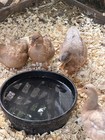 6 Buff Call Duck Eggs-  Shipped Fresh    Quickly With Care