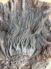 Large Authentic Scyphocrinites     sea Lily     Fossil Plate     Silurian Period 11 