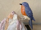 Bluebird  On Tourmaline In Quartz  5  3 4  -peter Muller