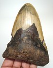 Megalodon Shark Tooth - Real Fossil Shark Teeth - Large 4 63    No Restorations