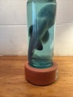 Vintage Real Shark In A Bottle Jar Specimen Taxidermy Table Sculpture Oddity   s