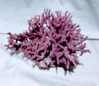 Rare Lavender pink Coral Private Collection On Acrylic Stand 6 W 5 Tall  Nice