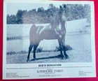 Horse Photographs Pair Of 2 8x10 Glossy Photos Advertising Stud Fee s For Horses
