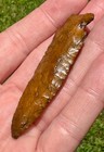 Bolen Bevel Florida Artifact Arrowhead Knife Killer Authentic Relic