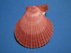 Pecten Mimachlamys Sanguinea Linnaeus  1758  purplish-mauve   70 5mm 