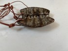 Fossil Ammonite Hongshan China