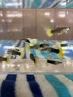 High Quality Usa Seller    Pair Hb Yellow Guppy