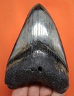 Megalodon Shark Tooth - 4 29  - Shark Teeth - Real Fossil - No Restorations