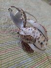 Vintage Sea Shell Table Night Light Philippines