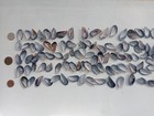 100 Mussel Sea Shells Xs Bulk Lot For Beach Decor Creative Projects From Oporto