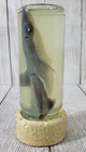 Vintage 8 5  Real Shark In A Bottle Jar Specimen Taxidermy Table Oddity   s