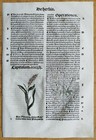 Post Incunable Leaf Hortus Sanitatis Colored Woodcuts Botany  g  - 1511