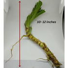 10pcs Pandan Leaves  Pandanus Amaryllifolius Live Plant Roots Ready For Planting