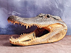 Large 12-13   Alligator Head From Genuine Louisiana Gator Real Taxidermy Gator