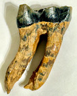 Well Preserved Ice Age Wooly Rino Lower Right Molar Tooth  3 57in Long  579