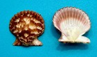 Lindapecten Muscosus  w  Wood  1828      Pair 30 5mm - Pink Form -tortugas