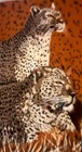 Vintage Rare Fleece Thin Blanket 58    X 47    Two Leopard Cats    Brown Fun