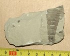 Thorax Of Silurian Sea Scorpion -eurypterus Tetragonophthalmus