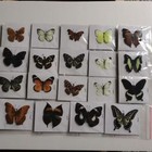 40pcs   butterfly Species With No Duplicates      natural Real Butterflies Specimen