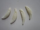 10 Coyote Teeth fangs Drilled Crafts Beads Jewelry Bones