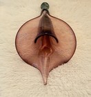 Handblown Glass Wall Hanging Flower Vase  For Dried Or Fresh Flowers
