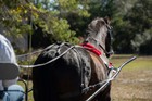 Meduim Pony Size Beginner Harness Made From Beta Biothane