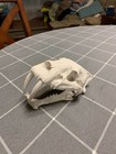 Sabertooth Tiger Skull Smilodon Replica 3dprinted Collectible Display Aprox 10in