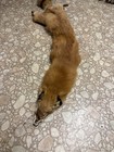Vintage Wild Red Fox Pelt Fur Hide Tanned Decor Man Cave Art