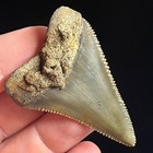 Great White Shark Tooth 2 02  Megalodon Teeth Era Fossil Unrestored Neogene