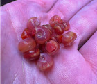12 Live Red Ramshorn Snails  Freshwater Invertebrates