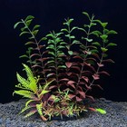 Artificial Aquarium Plants     Plastic Underwater Decor For Fish Tank