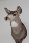 Mule Deer Head Shoulder Mount Taxidermy Mount Antler Hunt Whitetail Rack Hide