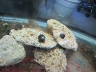 6 Live Freshwater Acclimated Olive Nerite Snails Great Algae Eaters
