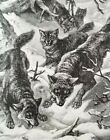 Pack Of Wolves Hunting Authentic 19th Century 1885 Lithograph Print Specht