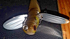 03 Crazy Crawler  Copy Of Crazy Crawler3   1 2 Oz  Natural Grasshopper   Wings